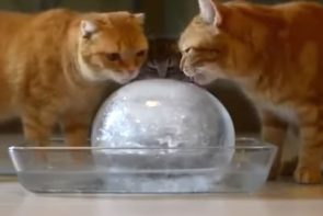 gatos