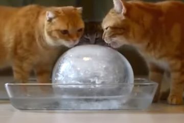 gatos